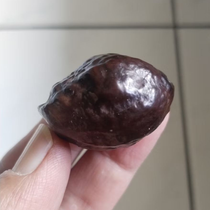 Kemiri Adu Muncang Adu Jayanti Si Poek Ori Urgen Full Tua