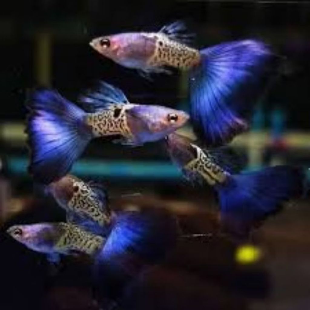 Blue Tail Guppy Sepasang penghias Aquarium