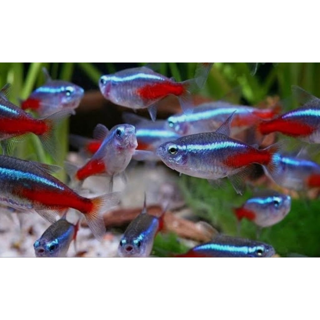 ikan neon tetra
