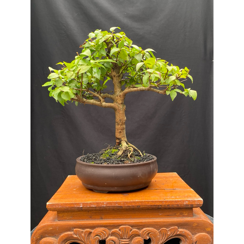 Bonsai Sianto Dewandaru