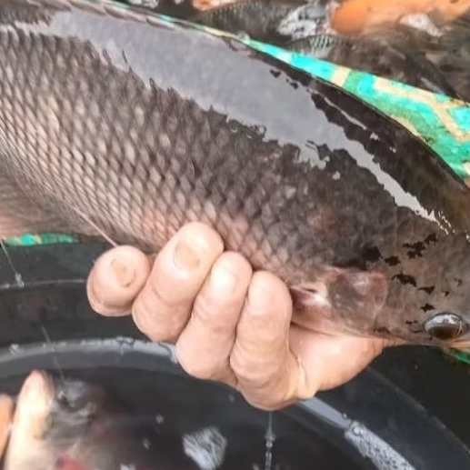ikan gurame hidup 1kg dijamin segar langsung dari pasar anyar bogor bisa langsung di bersihkan