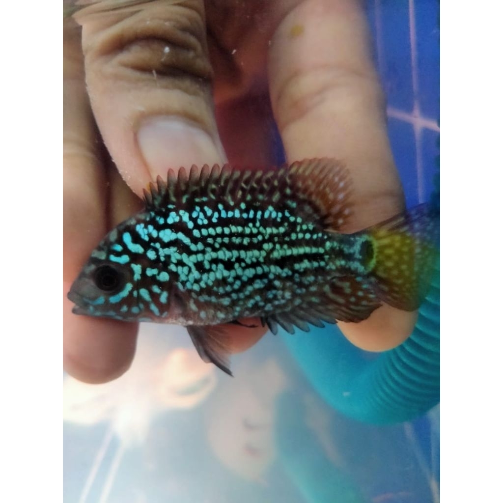 LohanKamfa F2ori100%thaland