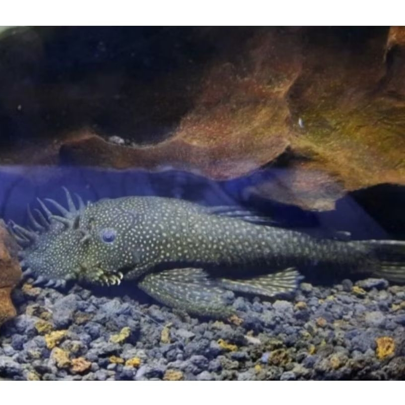 ikan brushmouth pleco l144 pembersih algae aquarium