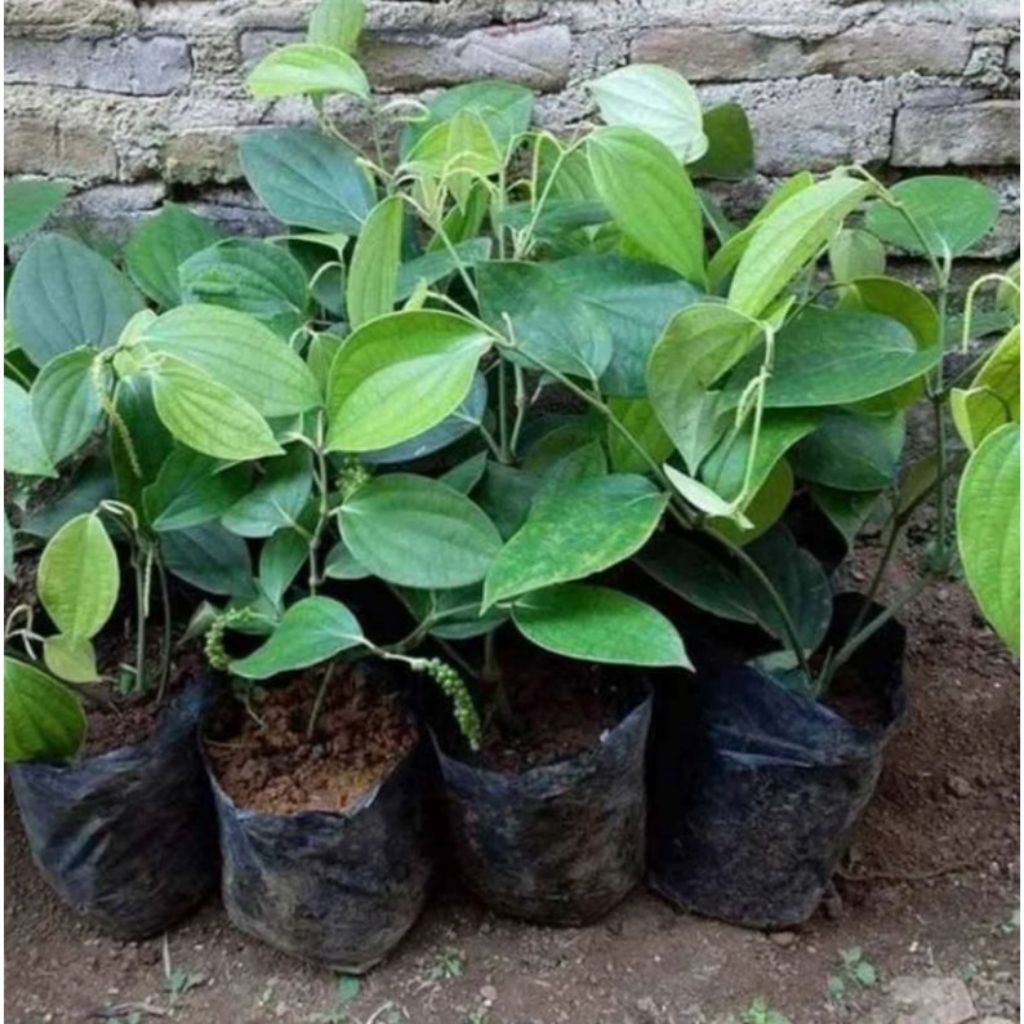 Bibit lada bibit mrica bibit pedes siap tanam