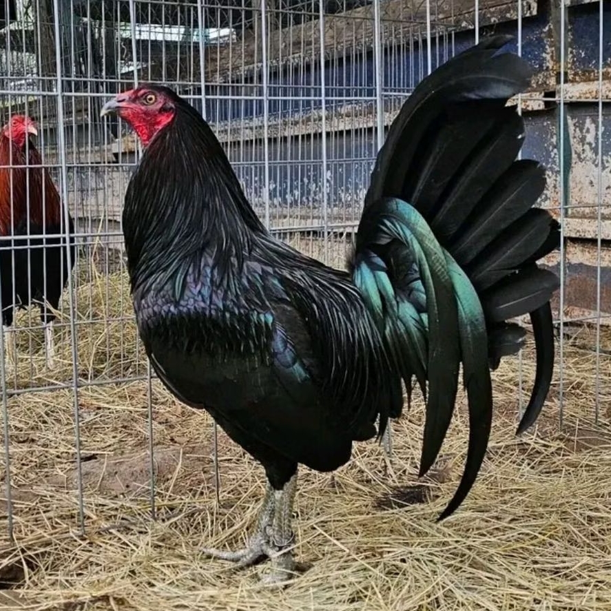 TELUR AYAM PHILIPIN ASLI FERTIL siap tetas