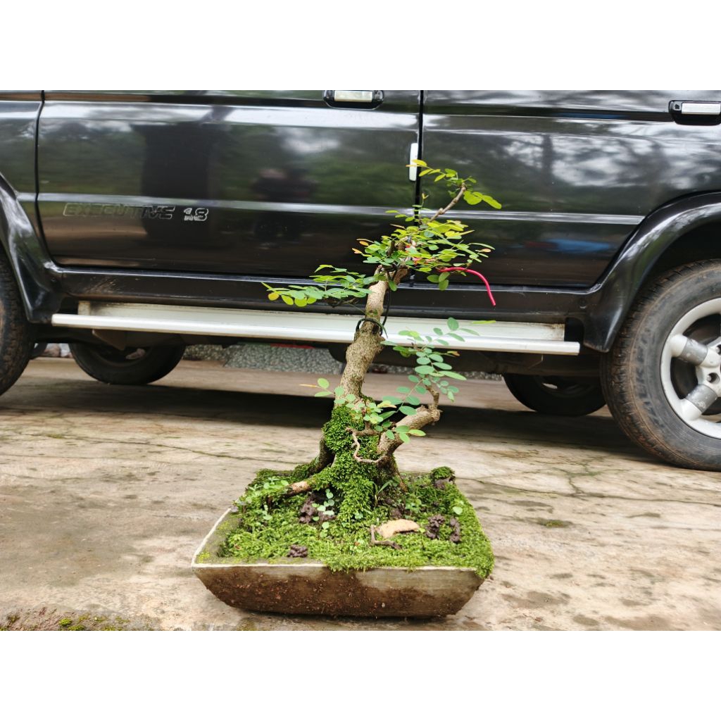 Bonsai Ileng-ileng