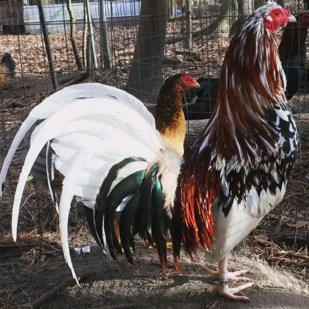 TELUR  AYAM PHILIPIN ASLI untuk ditetaskan