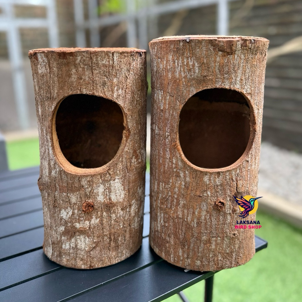 GLODOK POHON ALAMI, GLODOK MURAI, FALK, JALAK, KACER, SARANG BURUNG GLODOK POHON