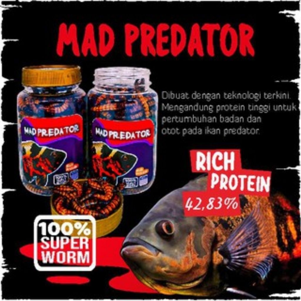 Mad Predator Ulat Jerman untuk Ikan Predator Pakan Ikan Channa, Oscar, Arapaima, Datnoid, Peacock, B