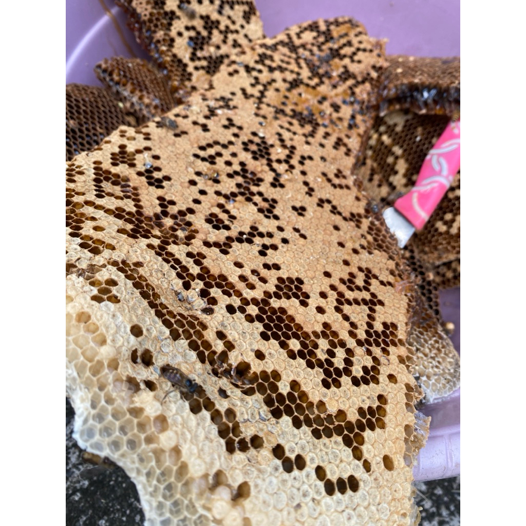 Telur Lebah Umpan Galatama, Larva Lebah