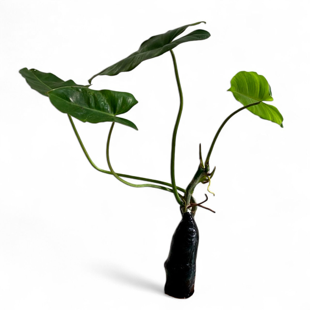 ( BISA COD ) Tanaman Hias Philodendron Burlemarx Philo Brekele / Bunga Hias Philodendroon Brekele Ta