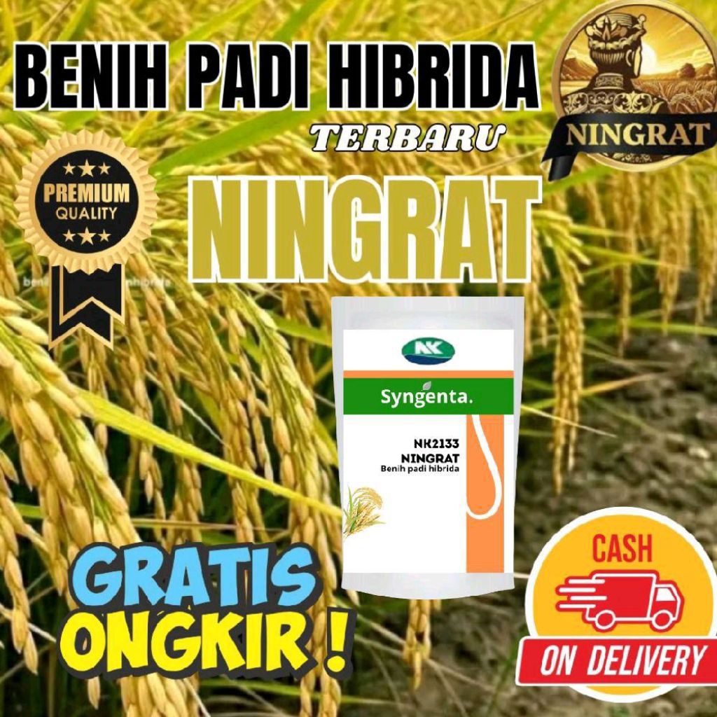 BIBIT PADI SYNGENTA NIGRAT NK2133 TERBARU KEMASAN 5KG BERKUALITAS HASIL PANEN 13,9/TON PER HEKTAR
