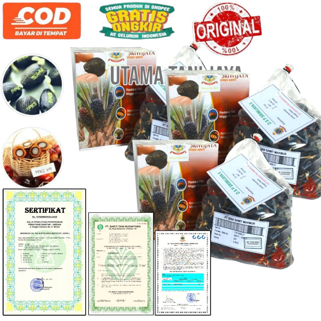 Kecambah sawit SRIWIJAYA 5 Super premium + bersertifikat RESMI