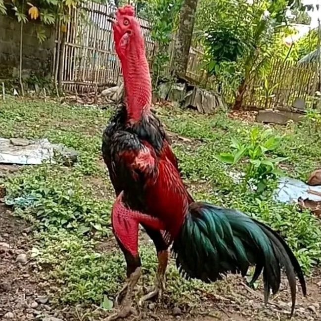 TELUR AYAM PETARUNG GANOI VIETNAM KAKI GUNUNG ORI
