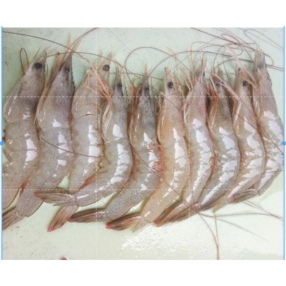 udang besar segar 500 gram dijamin segar langsung dari pasar anyar Bogor