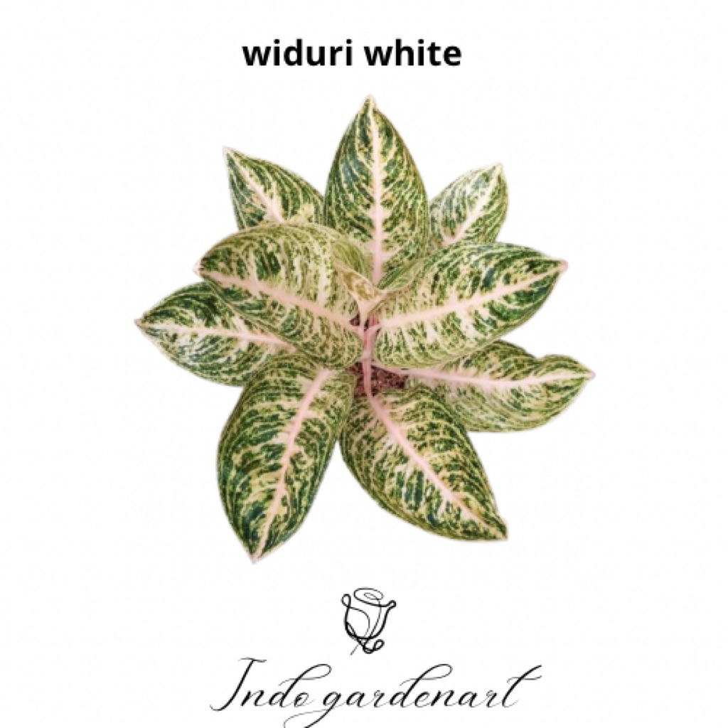 Aglonema White Widuri / Widuri putih remaja 4-8 daun