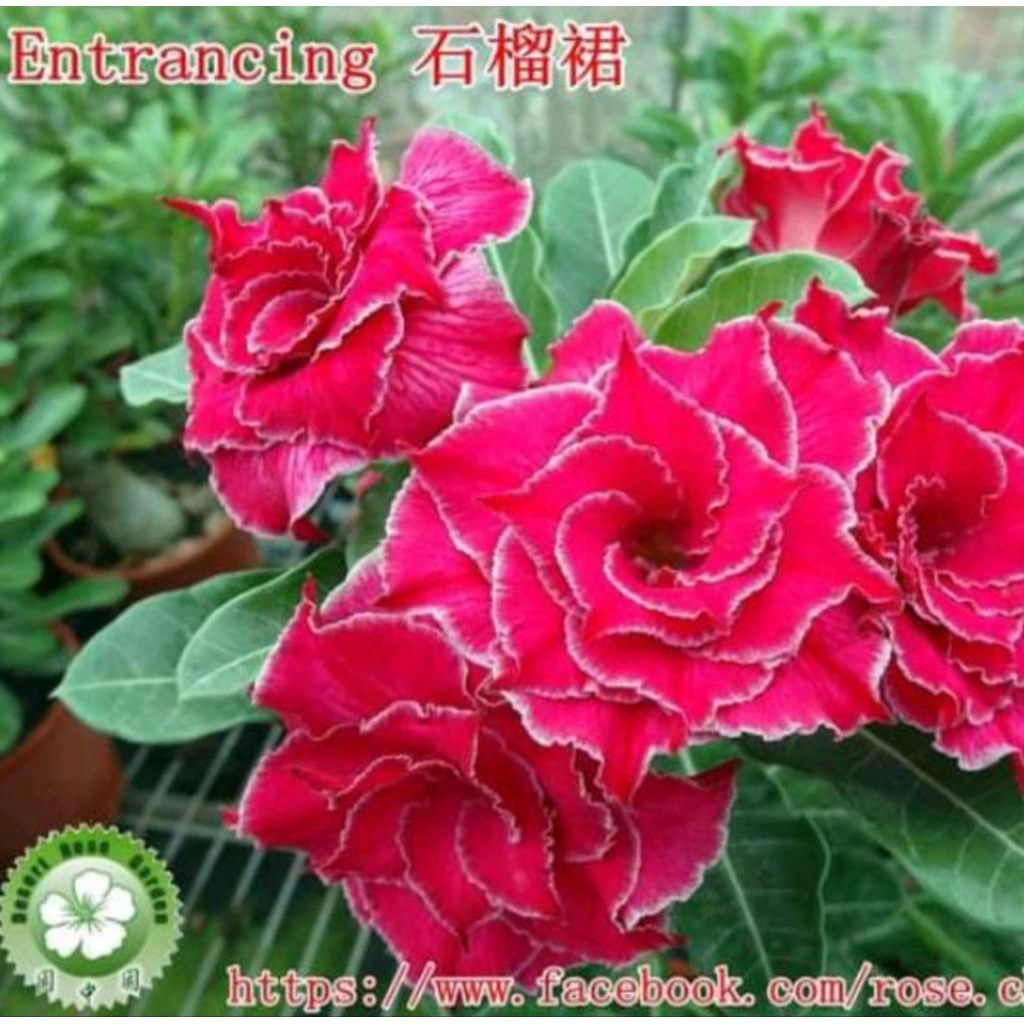 adenium bunga tumpuk merah