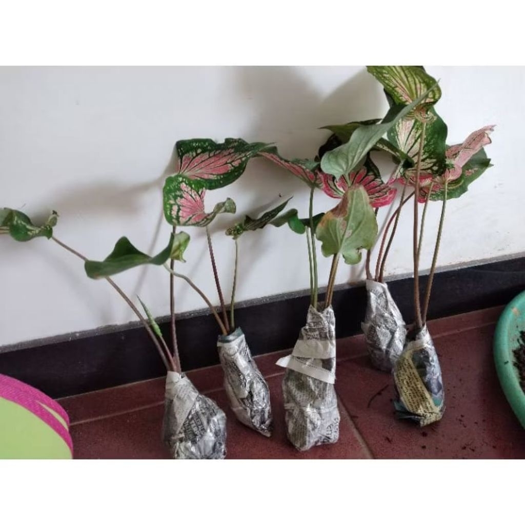 Tanaman hias keladi wayang/bunga hidup murah