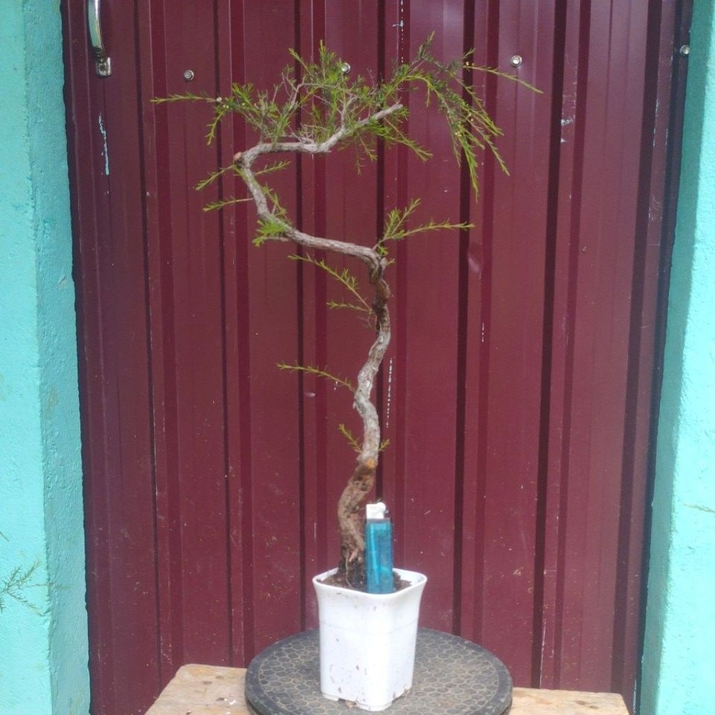 bahan bonsai CUCUR ATAP SAPU-SAPU meliuk bunjin