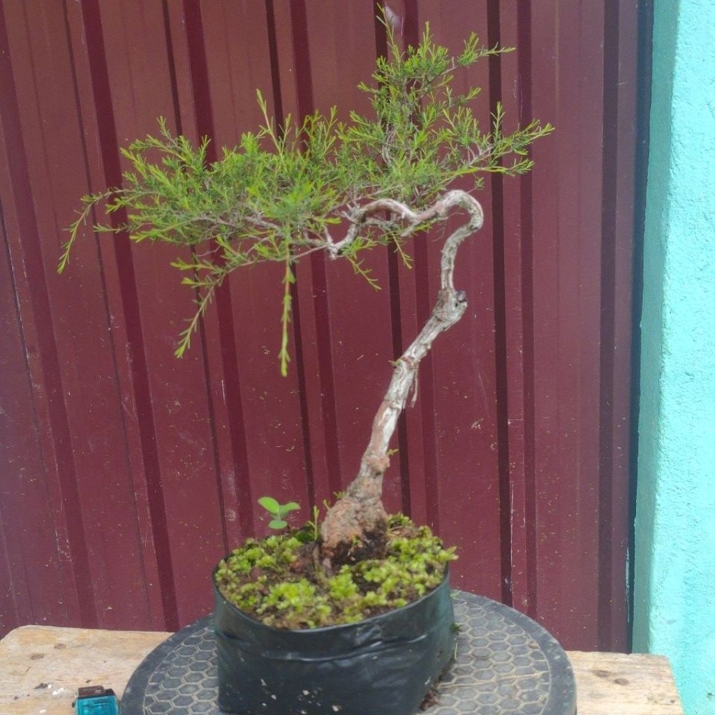bahan bonsai CUCUR ATAP SAPU-SAPU ganteng