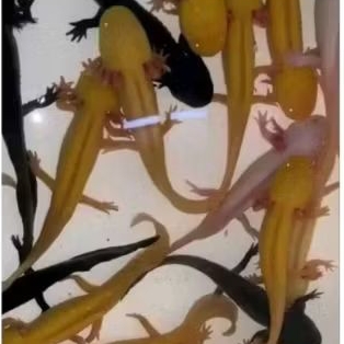 AXOLOTL UKURAN 7-9 CM ( WARNA DIKIRIM ACAK)