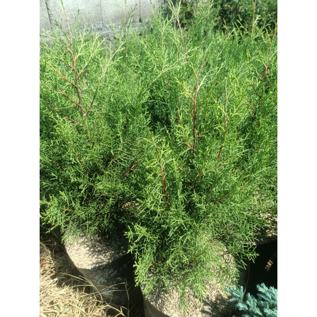 Cemara wangi rentes tinggi 80cmup