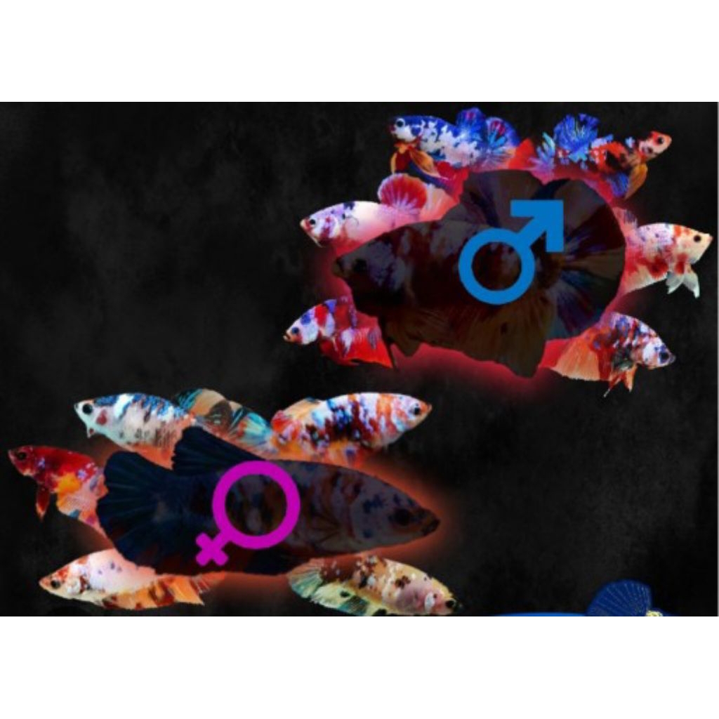 (COD)cupang plakat multicolor