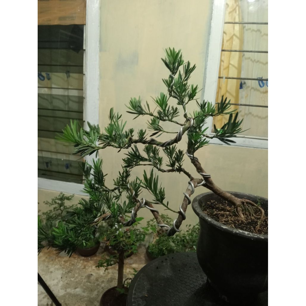 Bonsai Lohansung micro LidaBurunf