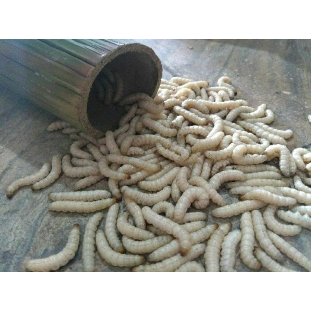 Ulat Bambu untuk umpan mancing pertabung isi ±25 ekor