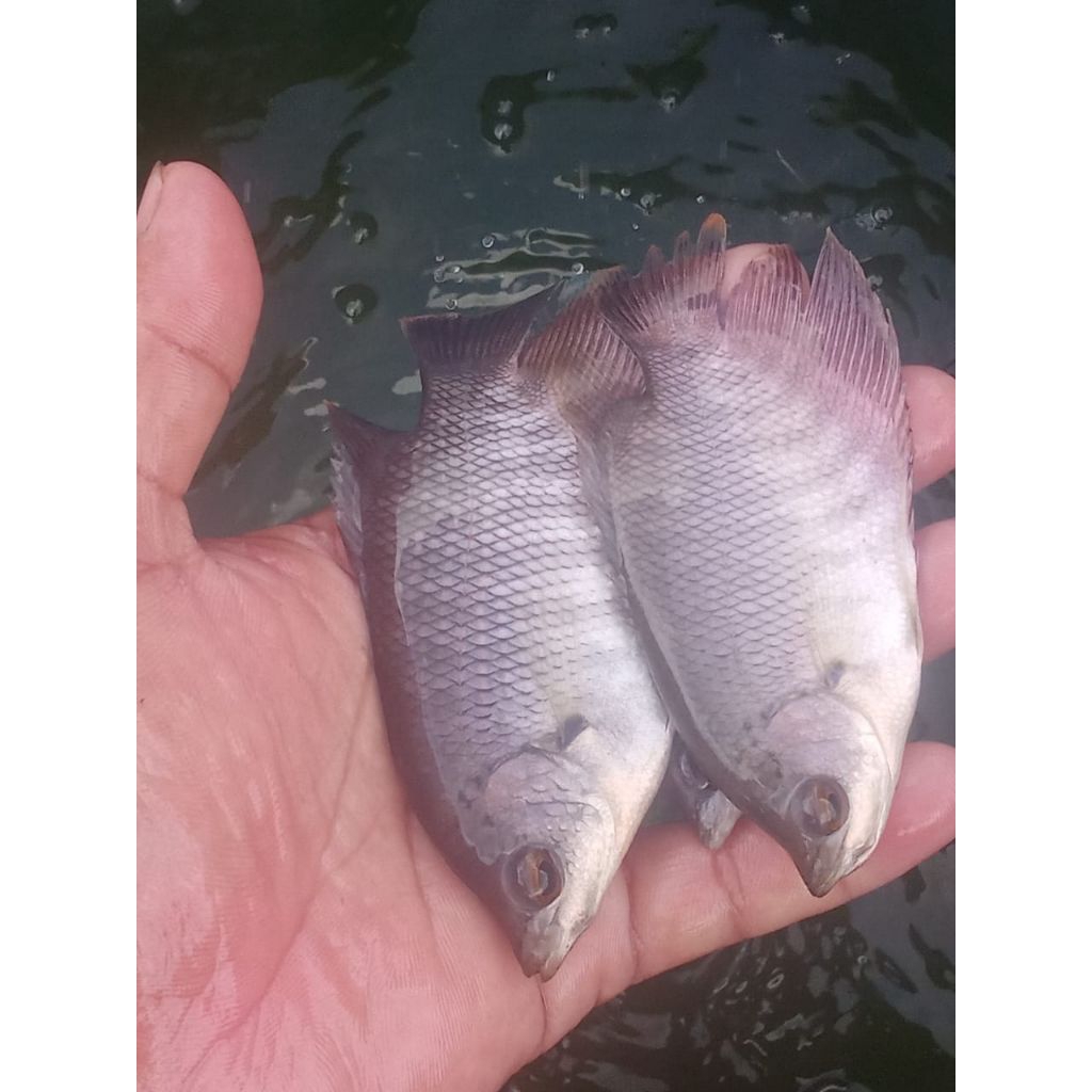 bibit gurame soang paketan isi 50ekor