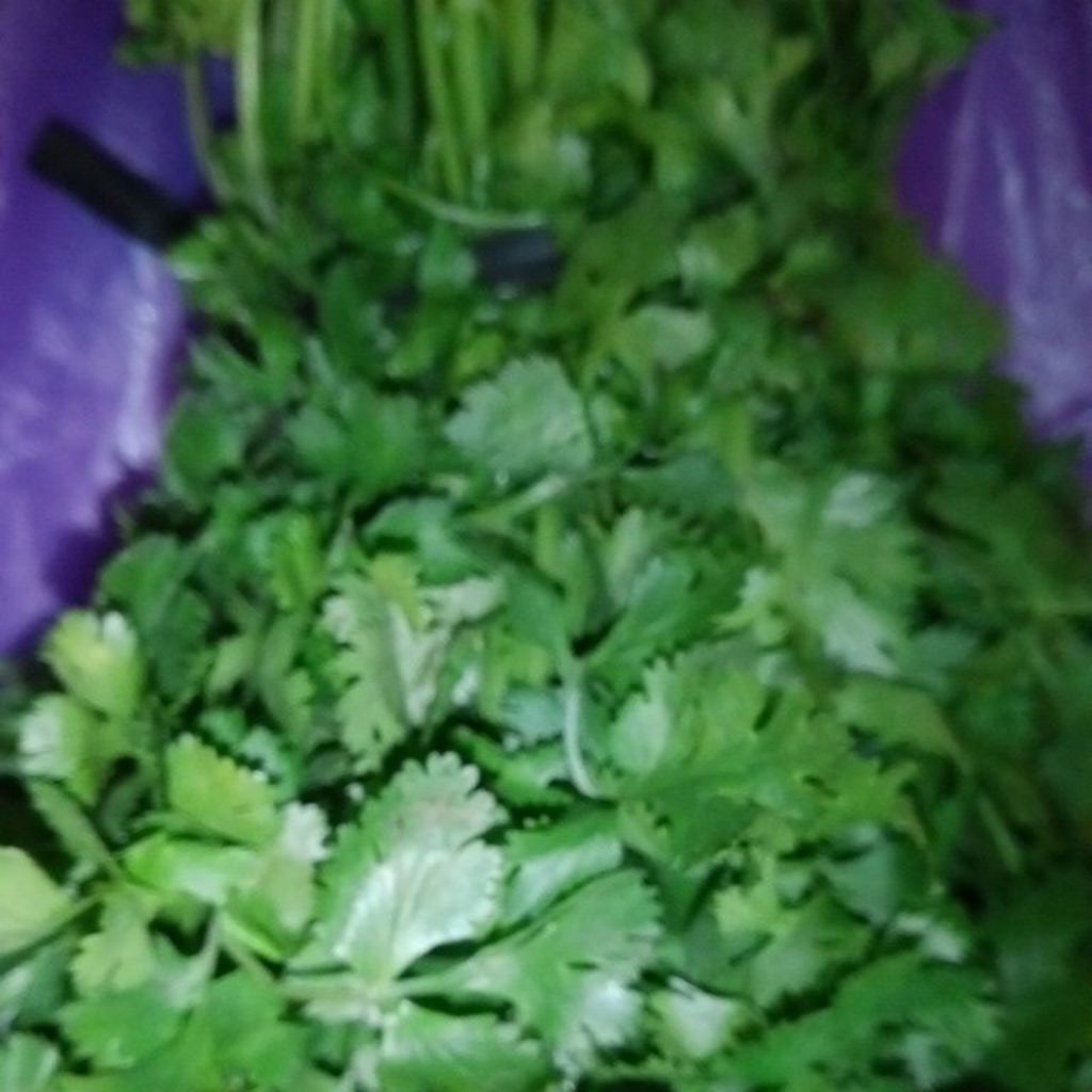 Sayur Daun Ketumbar / Cilantro / Coriander sativum panen segar
