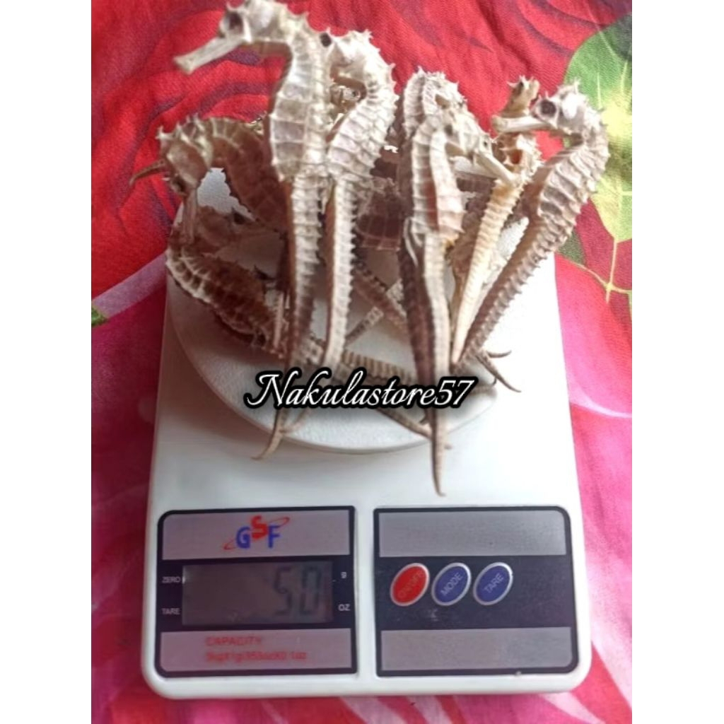 Kuda Laut Kering 50gr grade A Super Asli dari Laut Jawa