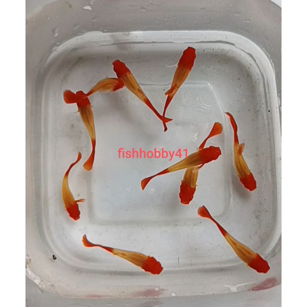 Hiasan Aquarium 3 Ekor Guppy Betina Albino koi Genetik Red Ear