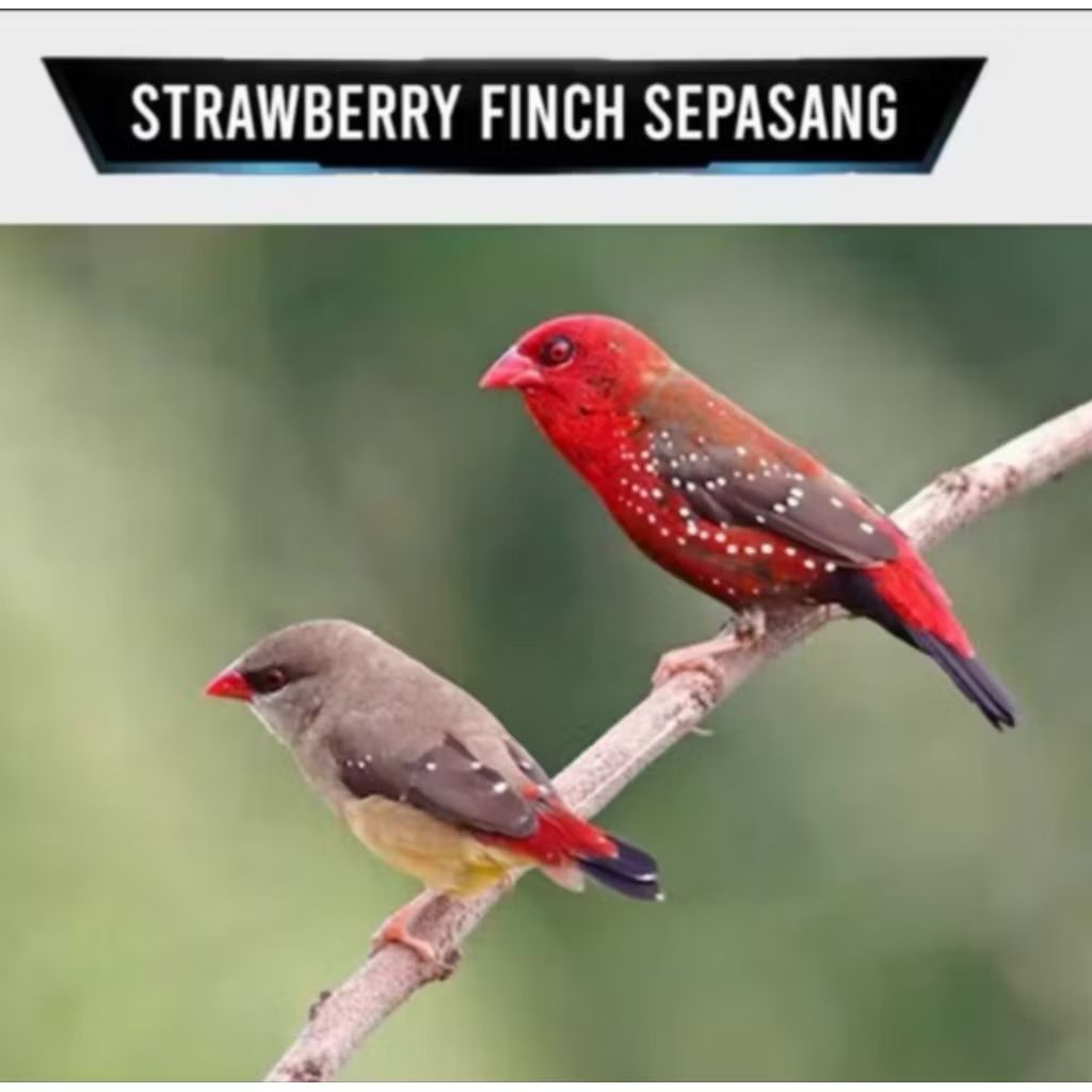 STRAWBERRY FINCH SEPASANG REMAJA