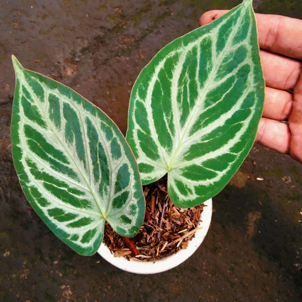 anthurium silver HU