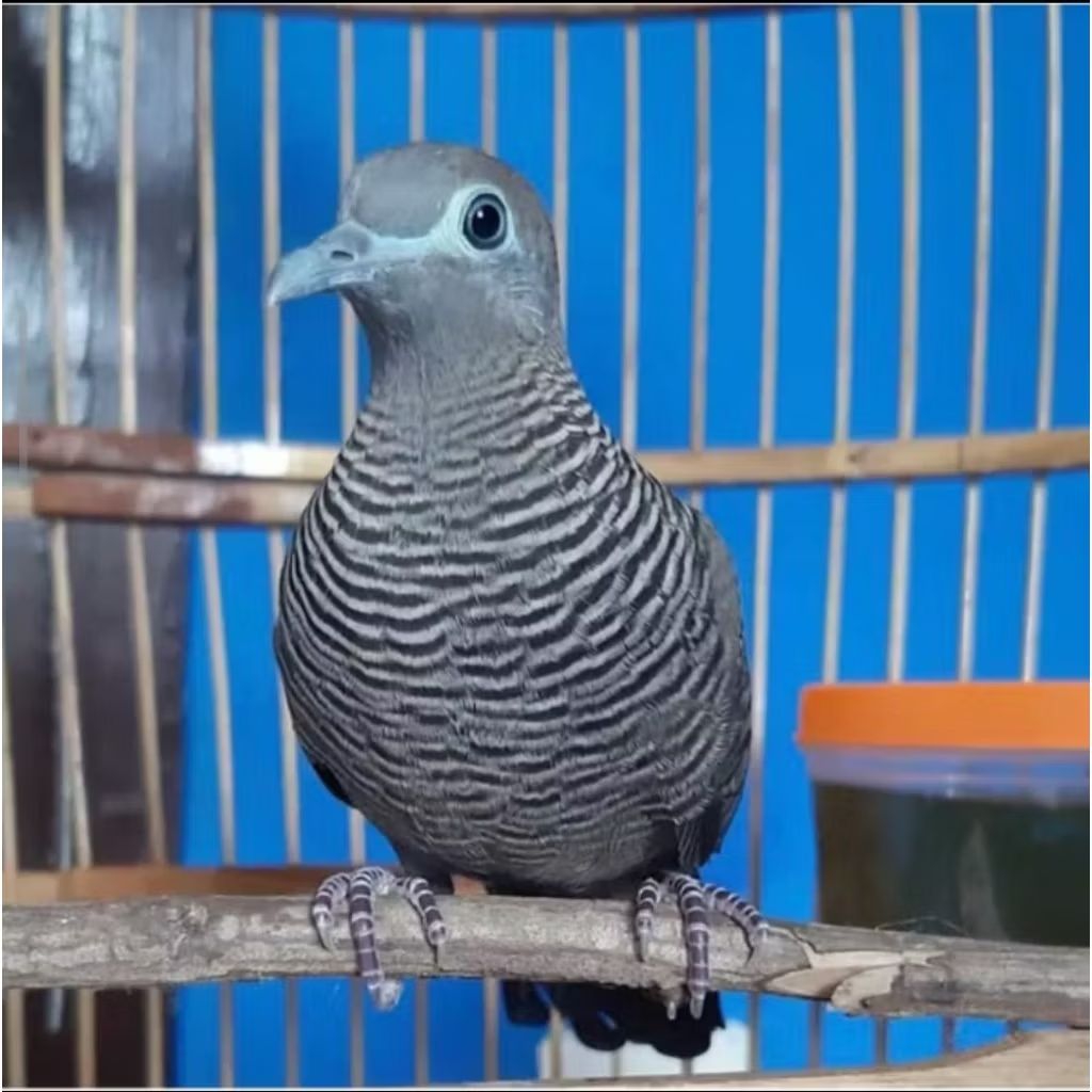 BURUNG PERKUTUT CEMANI PILIHAN