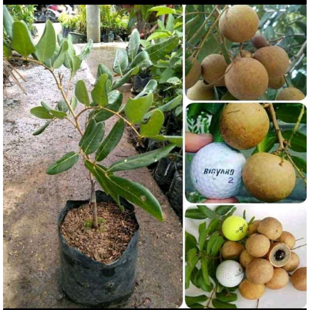 bibit kelengkeng pingpong super okulasi