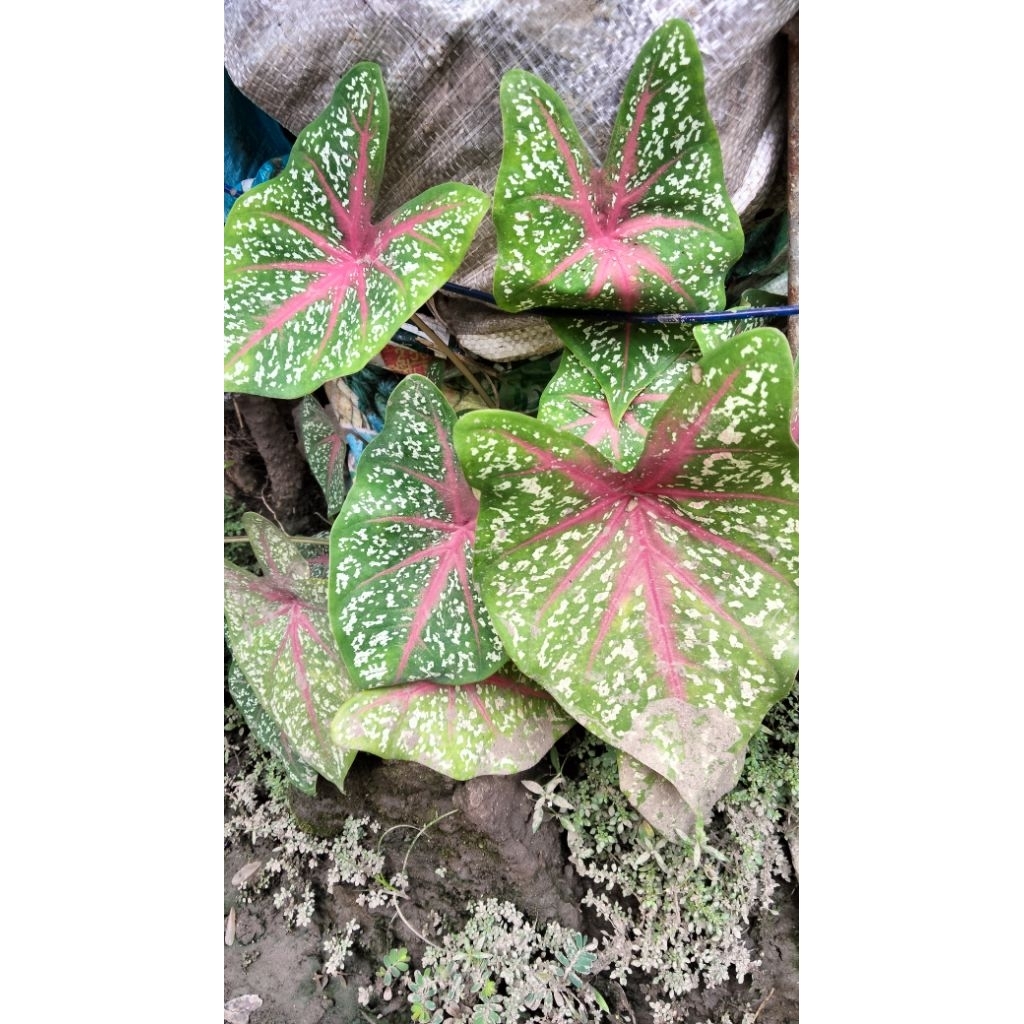 Keladi totol putih dan merah