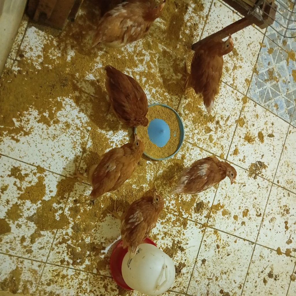 ayam petelur usia 2 bulan