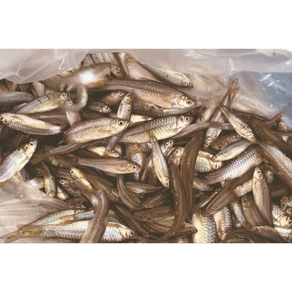 Wader segar hasil mancing 250gram