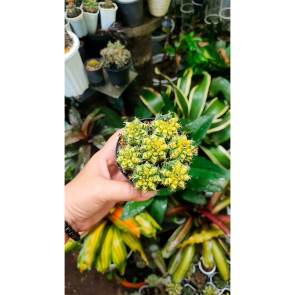 Kaktus - Gymnocalycium