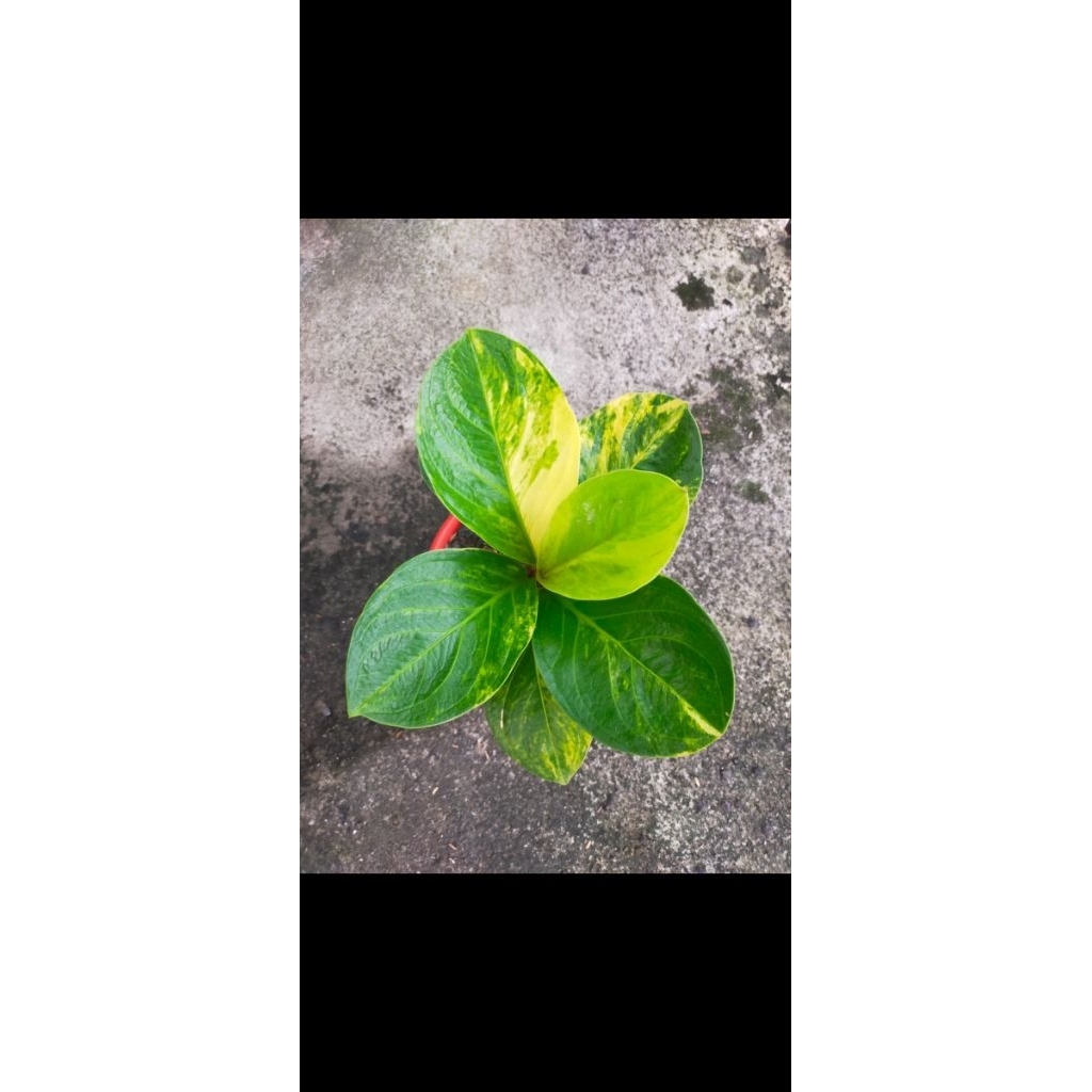 Anthurium jemani karakter mangkok varigata