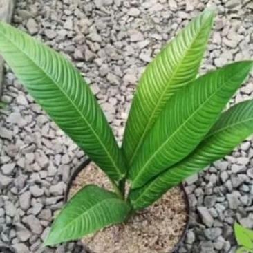 Tanaman Hias Philodendron Linet - Phillo linet