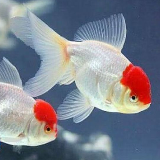 ikan koki oranda red cap murah meriah