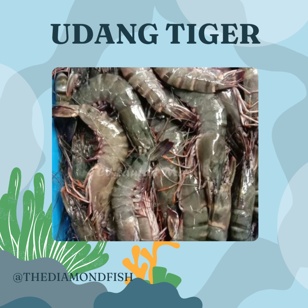 Udang Tiger / Udang Pancet / Udang Windu / Udang Besar / Udang Jumbo / Seafood / Udang Segar 1Kg