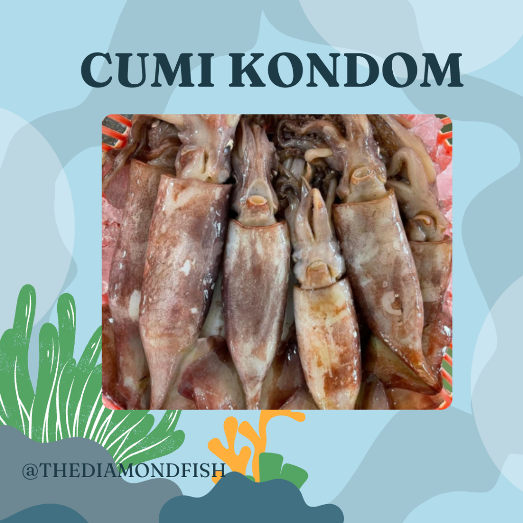 Cumi 1Kg // Cumi Segar // Cumi Basah // Cumi Jumbo Segar // Cumi Besar // Cumi Tube // Cumi Kondom /