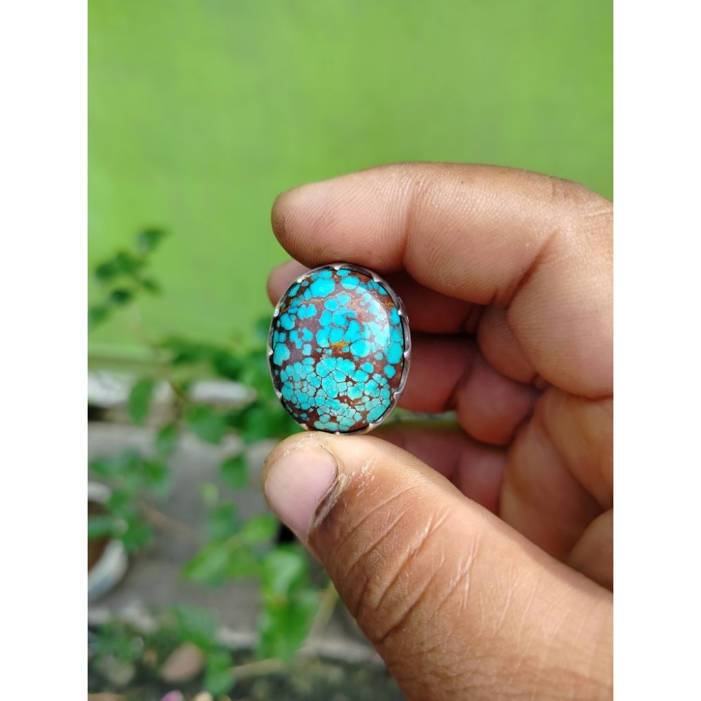 Pirus mesir blue fancy gradasi