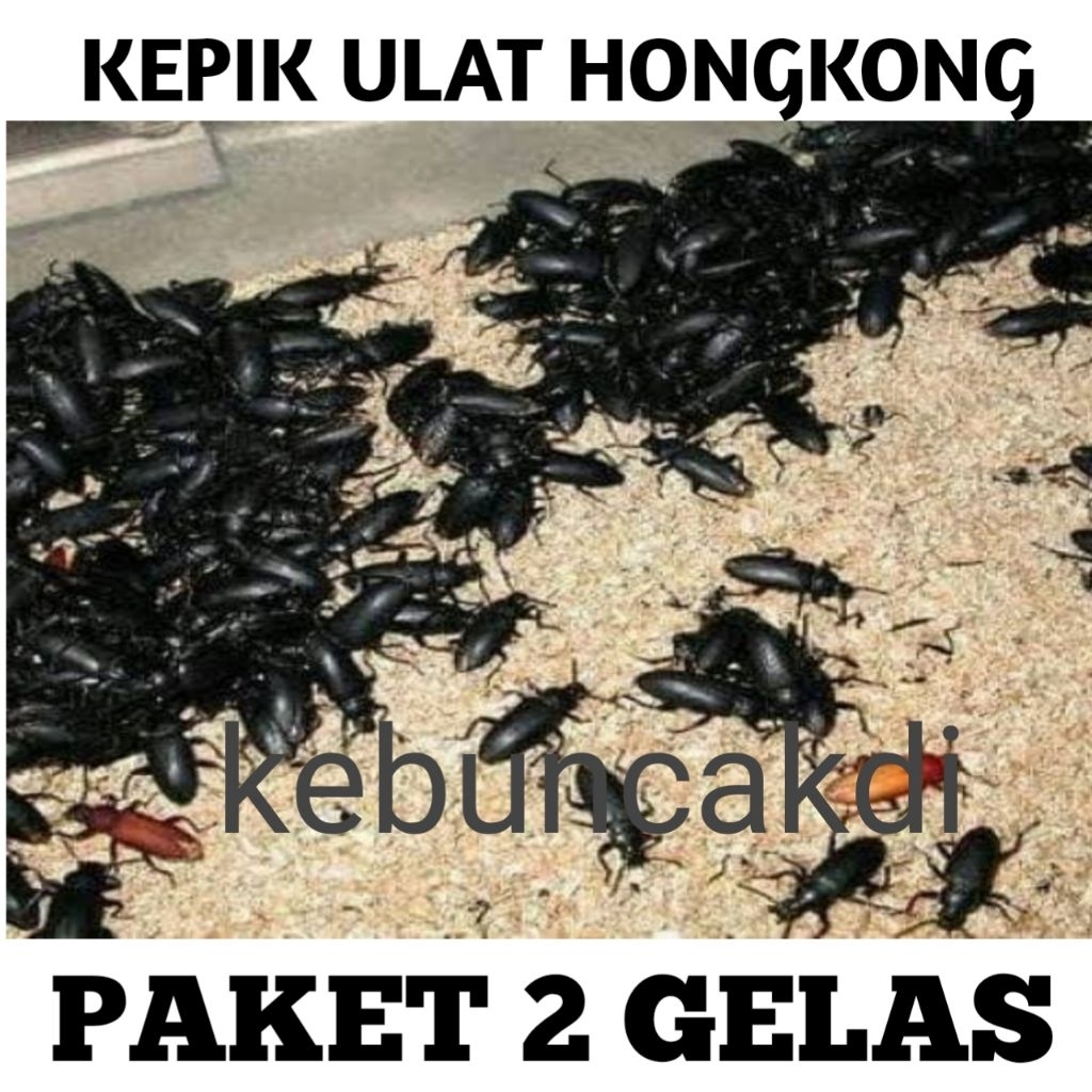 paket 2 gelas kepik ulat hongkong