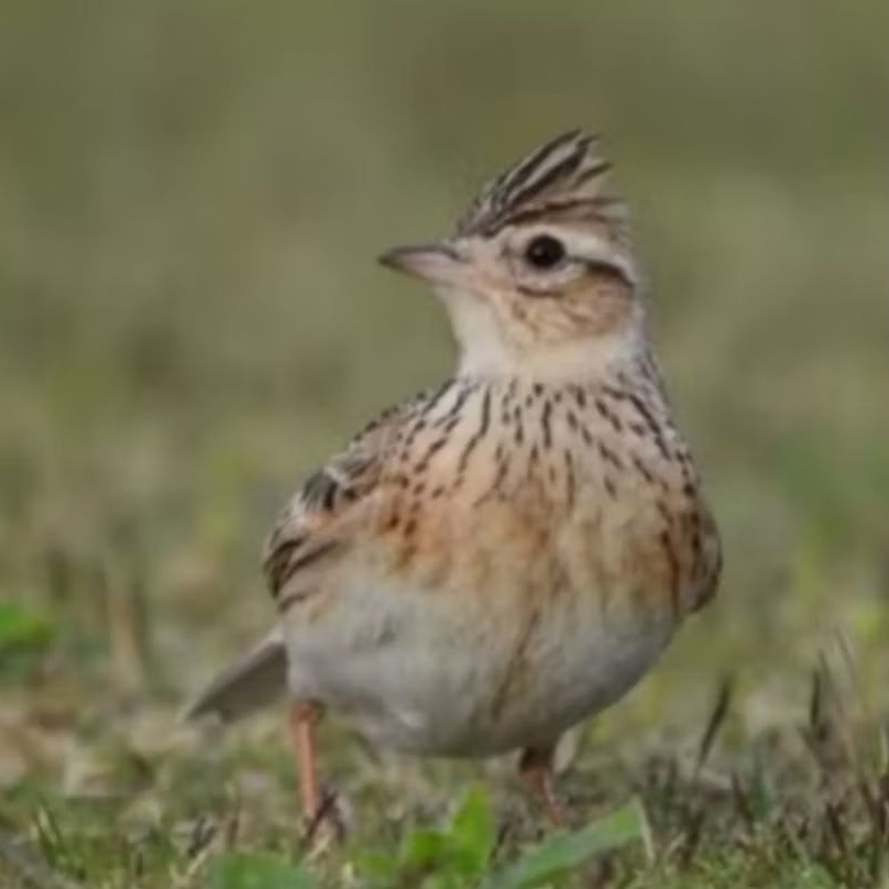 BURUNG BRANJANGAN SONCA VIETNAM JANTAN