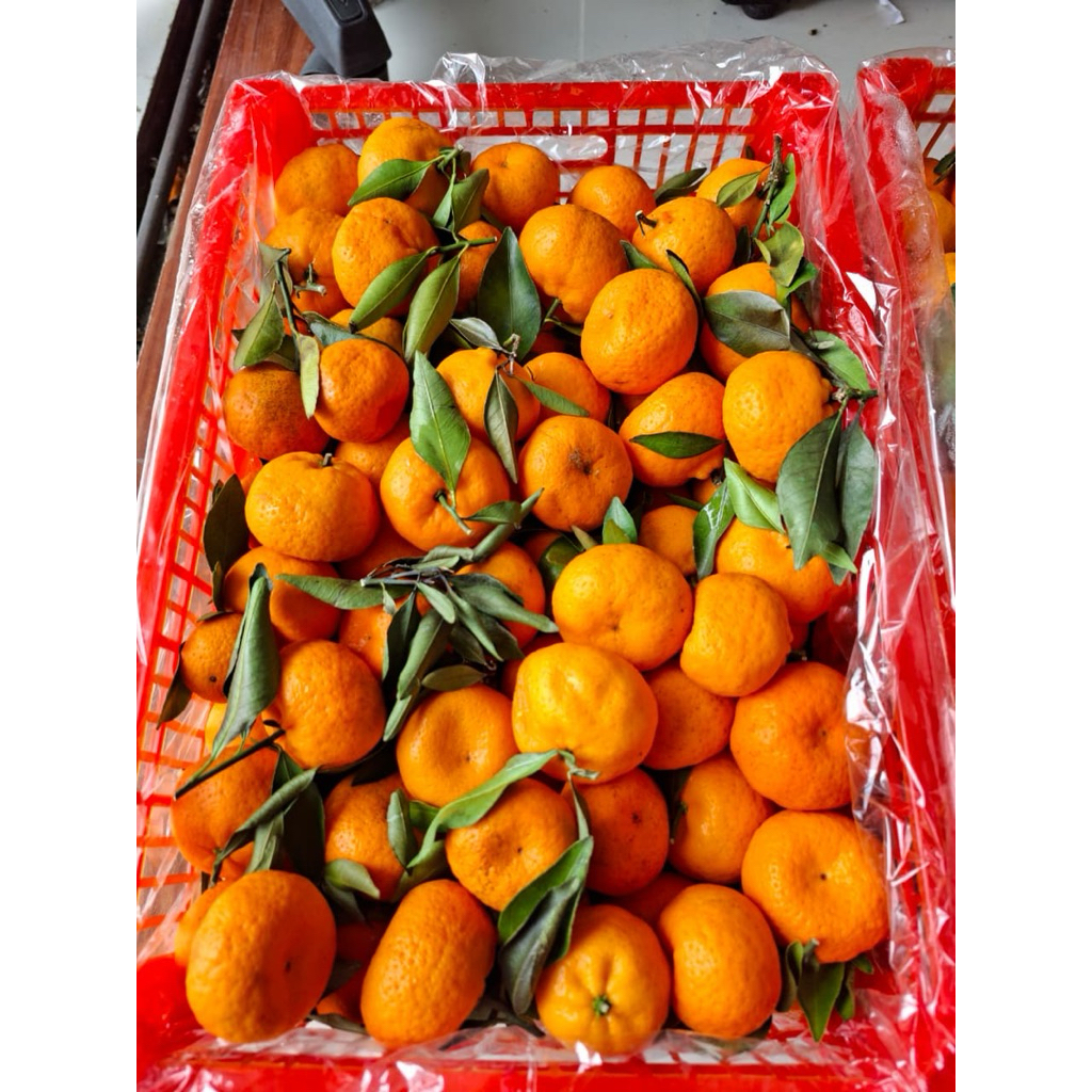 Jeruk shantang yxm keranjang imlek cny 9kg